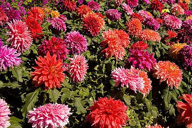 《阿玛拉王国重制版》扩展包命运誓言12＆14推出